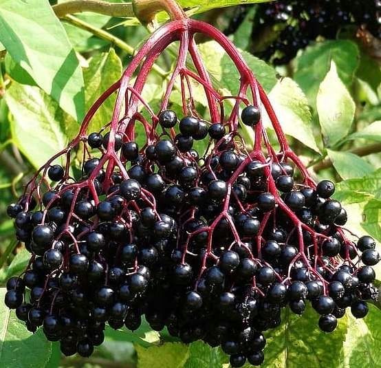 CZARNY BEZ SAMPO bomba witamin SADZONKA w DONICY zdjęcie 1