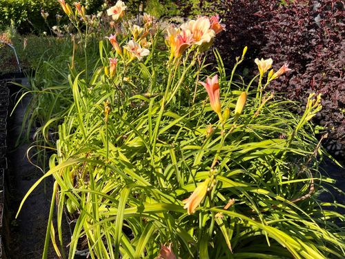 Liliowiec 'Pandora's Box' (Hemerocallis) P13 na Arena.pl