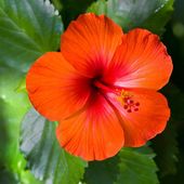 Hibiskus POMARAŃCZOWY 70-100 cm