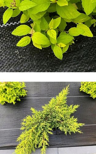 AGROTKANINA 135G 1,1x50m PREMIUM UV 3% AGROWŁÓKNINA CZARNA MATA + KOŁKI na Arena.pl