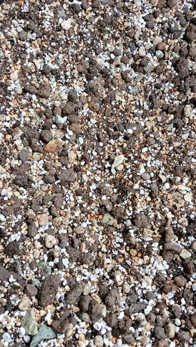 Botanic Soil Succulent 5l Podłoże do sukulentów,bigos ziemia na Arena.pl