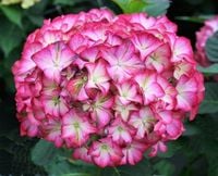 Hortensja ogrodowa Magical ORNAMENT ZMIENIA KOLORY