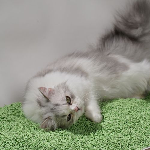 Żwirek dla kotów Leo - Zielona herbata na Arena.pl