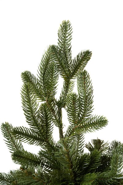 Choinka Jodła Szlachetna 220m zdjęcie 7