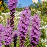 Liatra kłosowa 'Floristan Violet' (Liatris spicata) Duża Sadzonka 2.0L