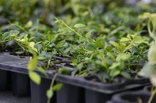 Barwinek pospolity Elisa - Vinca minor na Arena.pl