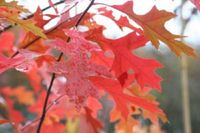 product-compare-54502057