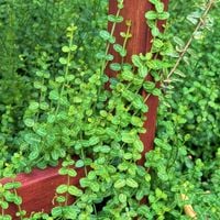 Trzmielina Fortune'a 'Minimus' Miniaturowa Zimozielona (Euonymus fortunei)