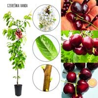 Czereśnia Vanda zdrowo rosnąca plenna odmiana 180-220 cm