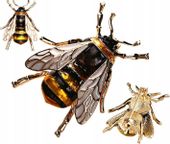 Broszka Pszczoła Owad Złota Osa Cyrkonie Jakość