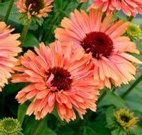 product-compare-56098136