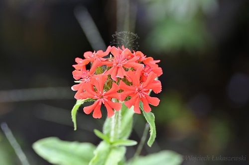 Firletka chalcedońska sadzonka skalniak bylina na Arena.pl