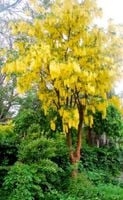 ZŁOTOKAP LABURNUM - sadzonki w doniczkach