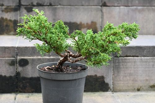 Jałowiec chiński Shimpaku - Juniperus chinensis 0033 na Arena.pl