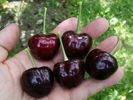 Czereśnia UKRAIŃSKA / GIGANTYCZNE OWOCE słodka i smaczna PIERWSZY na Arena.pl