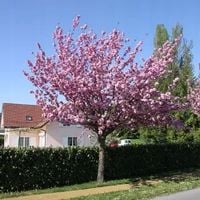 WIŚNIA KANZAN szczepiona NA PNIU 150 CM