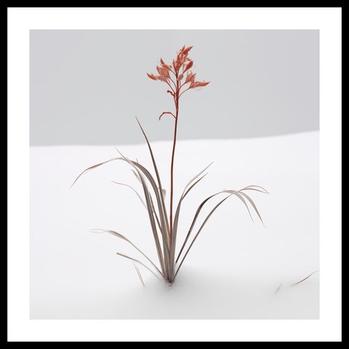 Plakat 40x40cm Subtelność Natury na Arena.pl