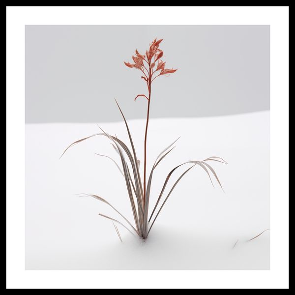 Plakat 40x40cm Subtelność Natury zdjęcie 3