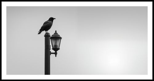 Plakat 91,3x44,5cm Samotny Postój Kruka na Arena.pl