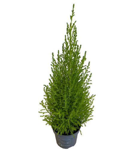 Cyprys Goldcrest Wilma 40 cm na Arena.pl