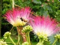 ALBICJA JEDWABISTA perskie drzewko - sadzonki 10 / 20 cm