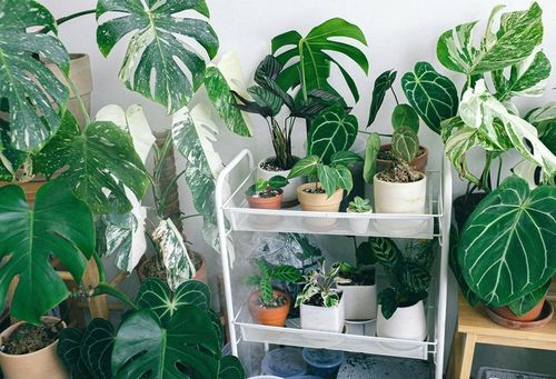 Podłoże BIGOS Lekka Ziemia do Monster i Filodendronów 20 L eGarden na Arena.pl