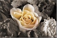 product-compare-58694188