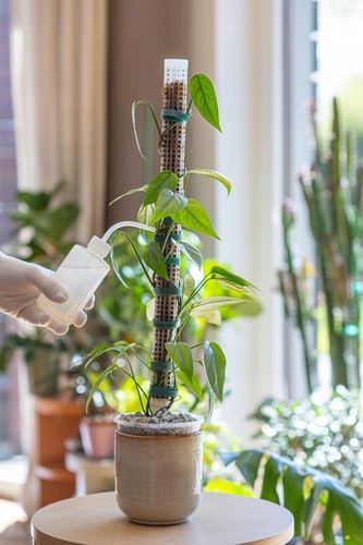 Podpora do roślin pnączy do mchu Sphagnum Palik Tyczka Do Epipremnum na Arena.pl