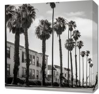 Obraz 50x50cm Spacer w Cieniu Palm