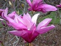 MAGNOLIA BETTY odporna na mróz - sadzonki 10 / 15 cm