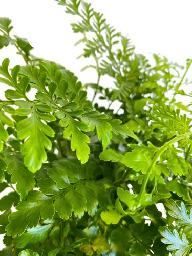 ASPLENIUM PARVATI PAPROĆ 25cm na Arena.pl