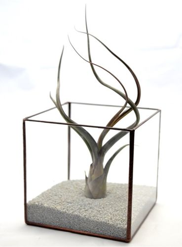 TILLANDSIA, OPLĄTWA X 6 SZT, NA START ! airplant na Arena.pl