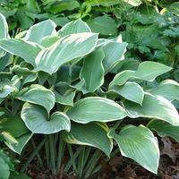 Funkia Hosta REGAL SPLENDOR Duża Kremowo-obrzeżona