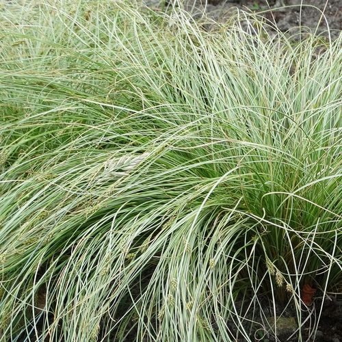 Turzyca włosista FROSTED CURLS Srebrzysta trawa Zimozielona Sadzonki P9 na Arena.pl