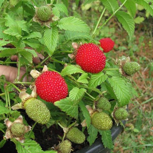 Malinotruskawka (Rubus illecebrosus) C2 na Arena.pl