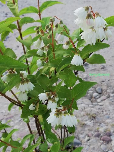 Żylistek szorstki BIAŁY PEŁNY (Deutzia) w P11, wysokość 80-100 cm na Arena.pl