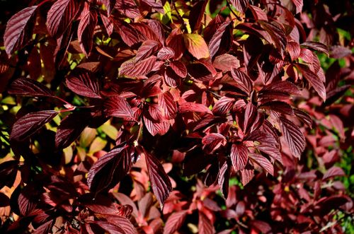 Kalina bodnantska 'Dawn' Różowa 80-110cm (Viburnum bodnantense) Poj. 3.0L na Arena.pl