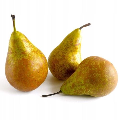 SADZONKI DRZEWKA OWOCOWE GRUSZA KONFERENCJA SŁODKIE PYSZNE OWOCE na Arena.pl