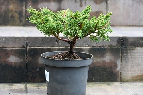 Jałowiec chiński Shimpaku - Juniperus chinensis 0029 na Arena.pl