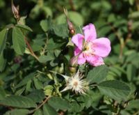 RÓŻA DZIKA LAXA Rosa canina var. Laxa NASIONA 5000 sztuk - 100g.