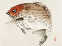 Plakat 100x75cm Tai Fish,  Kōno Bairei Japoński Vintage do Salonu