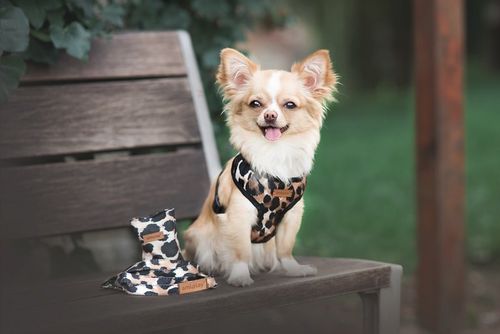 AMIPLAY Szelki oddychające dla psa westa sznaucera Safari panterka M na Arena.pl