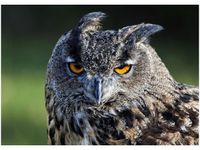 50X70CM SOWA FEANS OBRAZ POKOJU DREWNINE