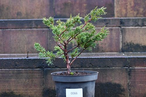 Jałowiec chiński Shimpaku - Juniperus chinensis 0066 na Arena.pl