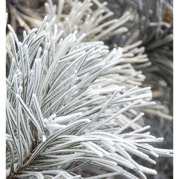 Yodeyma Kara Woda Perfumowana Dla Kobiet 100ml zdjęcie 5