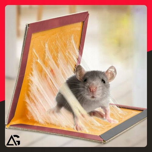 60x PUŁAPKA NA MYSZY SZCZURY MYSZOŁAPKA SILNY KLEJ MOCNA ŁAPKA LEP na Arena.pl