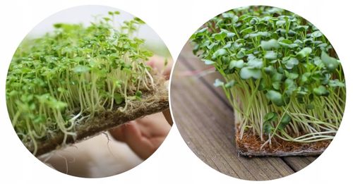 MATA KOKOSOWA LEGOWISKO POSŁANIE DO TRANSPORTERA KLATKA KRÓLIKA KOTA XXL na Arena.pl