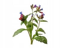 Miodunka dla koni na układ oddechowy EQUIHERBS DOYPACK 1000g
