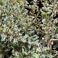 product-compare-57951152