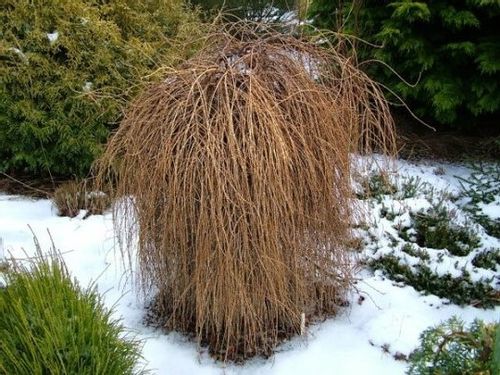 Modrzew europejski Pendula PA 140-160cm C3 na Arena.pl